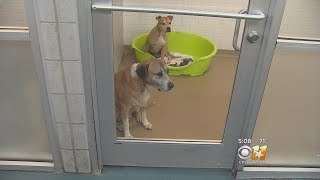 Dallas Animal Services Facing Overcrowding Crisis
