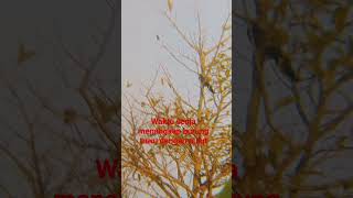 Download lagu @DRAMATIS DETIK DETIK PENANGKAPAN BURUNG TUWU DENGAN PANAH PULUT mp3 Download lagu @DRAMATIS DETIK DETIK PENANGKAPAN BURUNG TUWU DENGAN PANAH PULUT mp3