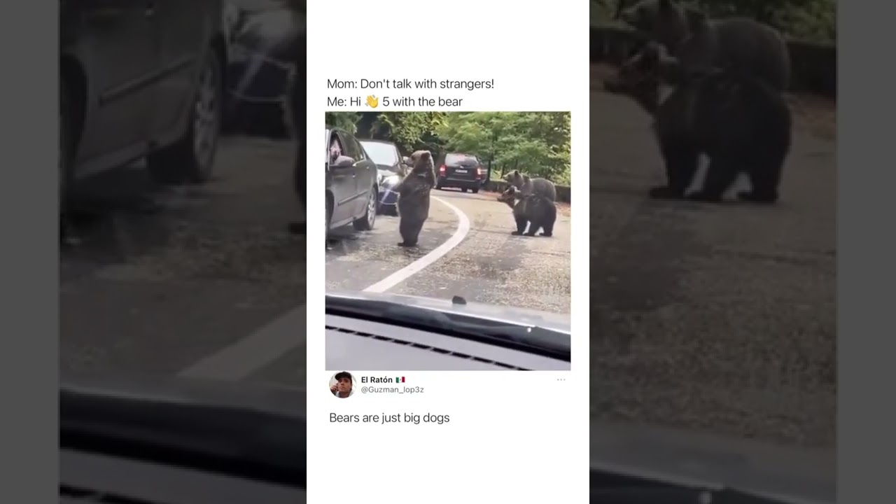 bear gives hi-5 to random people  !! #shorts #youtubeshorts #viral #ss #highfive