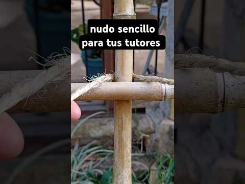 Nudo firme y natural para tutores de bambú 🌿 #NudoFuerte #TutoresNaturales