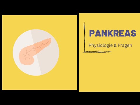 Pankreasanatomie & Physiologie - Wie geht Blutzucker und Verdauung?