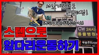 이번엔 앞다리 근육을 키워보자! 수의사가 알려주는 강아지 앞다리 운동!