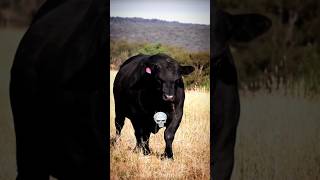 Download lagu Can you believe that?? #shorts #ox mp3