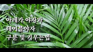 아레카야자,테이블야자 구별법과 키우는법  #식물튜브 #아레카야자 #테입블야자