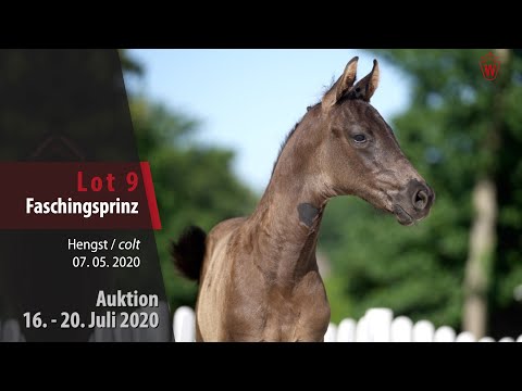 Westfälische Online Auktion 16. - 20. Juli: Lot 9 Faschingsprinz Hengst v. For Romance I - Fidermark