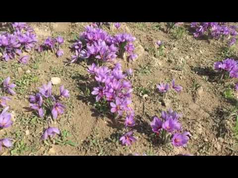 Krokos Kozanis saffron