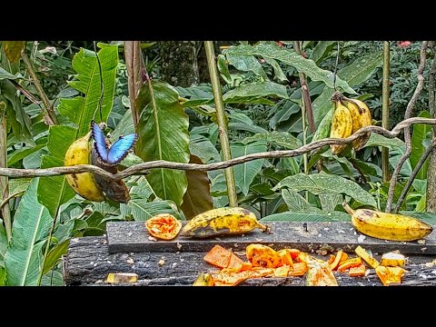 Extended Visit By A Common Morpho Butterfly On The Panama Fruit Feeder – April 16, 2021