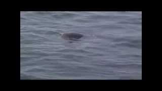 preview picture of video 'Mako Shark vs Seal #sharkweek2014 York Maine'