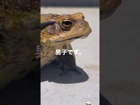 紫色のヒキガエル 植物