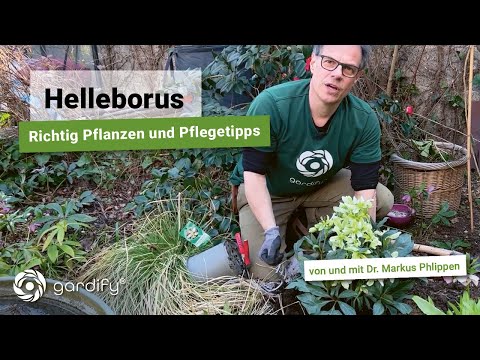 Christrosen und Lenzrosen: Standort, Boden und Pflege - darauf unbedingt achten