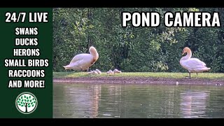 Swan Cam (Pond)