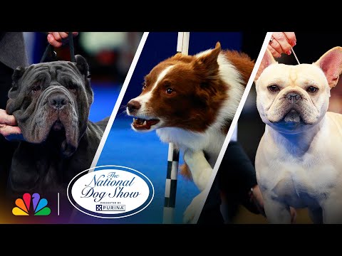 Best Moments of the Show | 2025 National Dog Show Presented by Purina | NBC