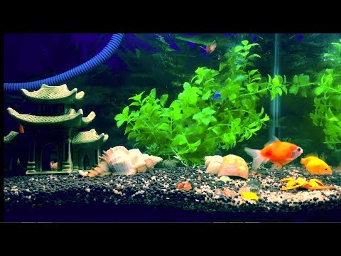 Trang trí HỒ CÁ CẢNH trong nhà