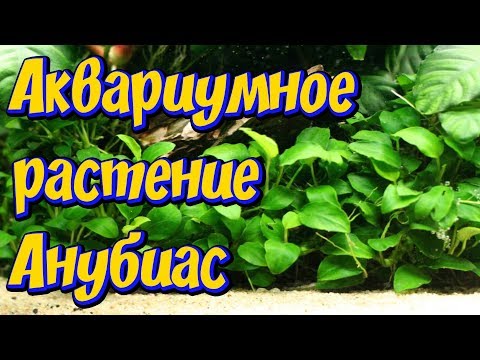 Анубиас: характеристика, содержание и размножение