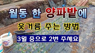 [텃밭농부 1,795]  월동 한 양파밭에 웃거름 주는 방법. #양파재배 #양파웃거름