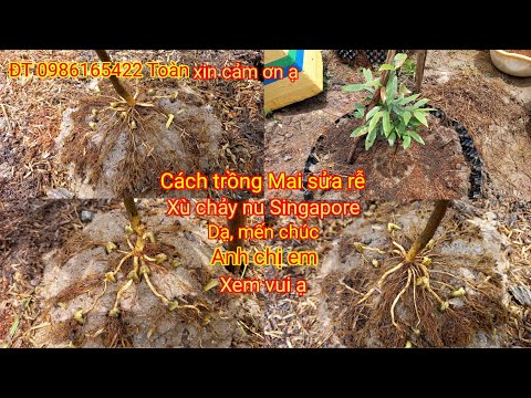 Cách trồng Mai sửa rễ xù chảy nu Sin ga po cây giống, dạ anh chị xem vui ạ ĐT 0896165422 Toàn