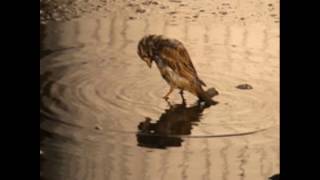 The Sparrow - Cletis Carr
