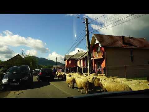 Oi near Anies - Bistrita