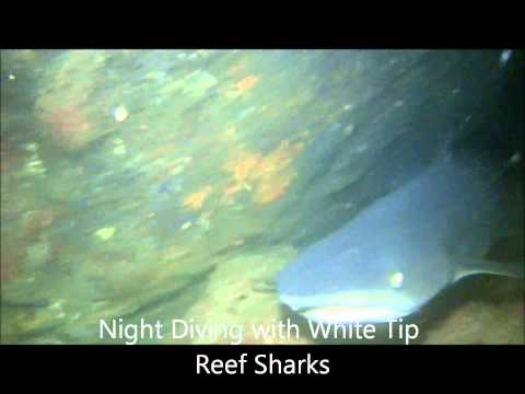 Gill Phelan's Costa Rica--Cocos Island in Costa Rica