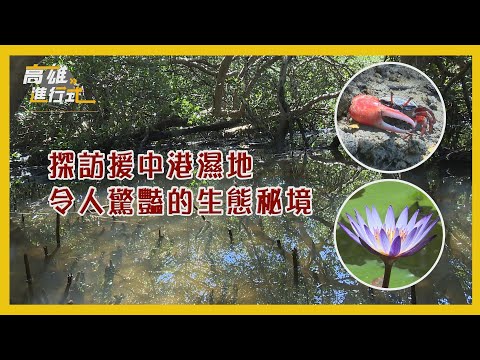 探訪援中港濕地 令人驚豔的生態秘境 ◆高雄進行式