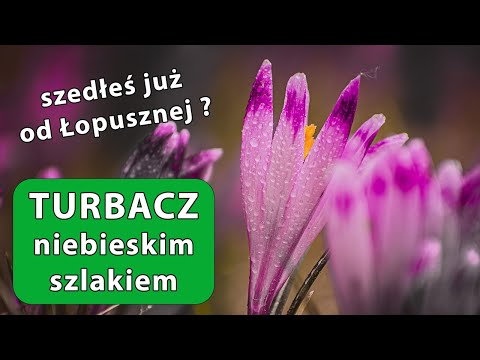 Niebieskim Szlakiem na Turbacz z Łopusznej