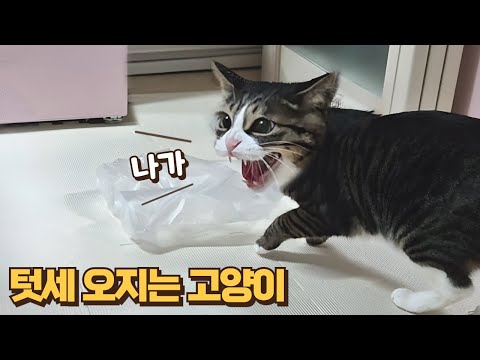 간식 더 달라고 하악질하는 고양이!! 깝순이 언니랑 하룻밤 보내기 1탄