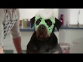 Show Dogs - Trailer 'The Best'