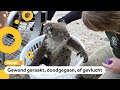 Meer dan 60.000 koala's slachtoffer van bosbranden