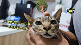 중성화하러 갔는데 일반적인 고양이가 아니란다 ..그럼 머여?                       #길고양이구조#새끼고양이#강아지와고양이