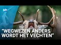 Damherten strijden om mooiste hindes in de Waterleidingduinen