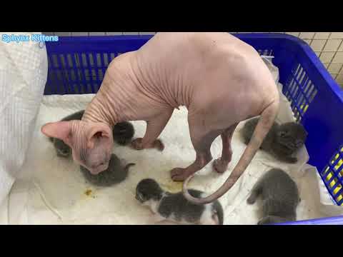 Sphynx cats take care of other cats' kittens