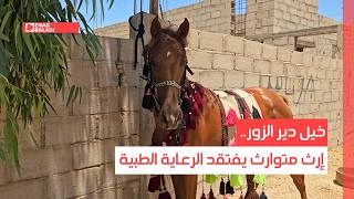 خيل دير الزور.. إرث متوارث يفتقد الرعاية الطبية
