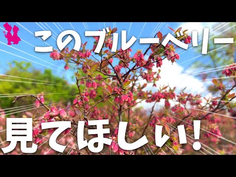 園芸 藍の木、ピンク藍、中国藍