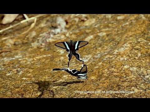 アオスソビキアゲハの飛翔