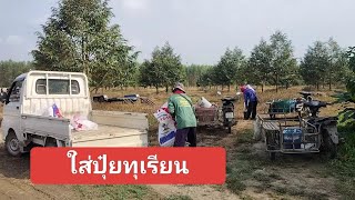 ใส่ปุ๋ยทุเรียน ให้ได้ใบรุ่นต่อไป