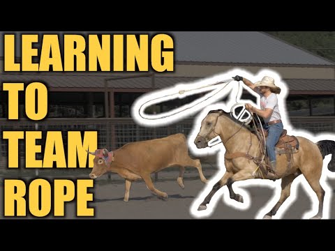 DALE LEARNS TO TEAM ROPE (team roping 101) - Rodeo Time 314