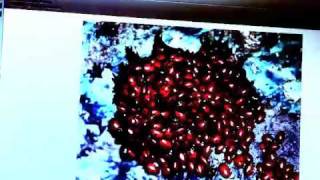 Uncle Meat: Pound For A Brown - Film