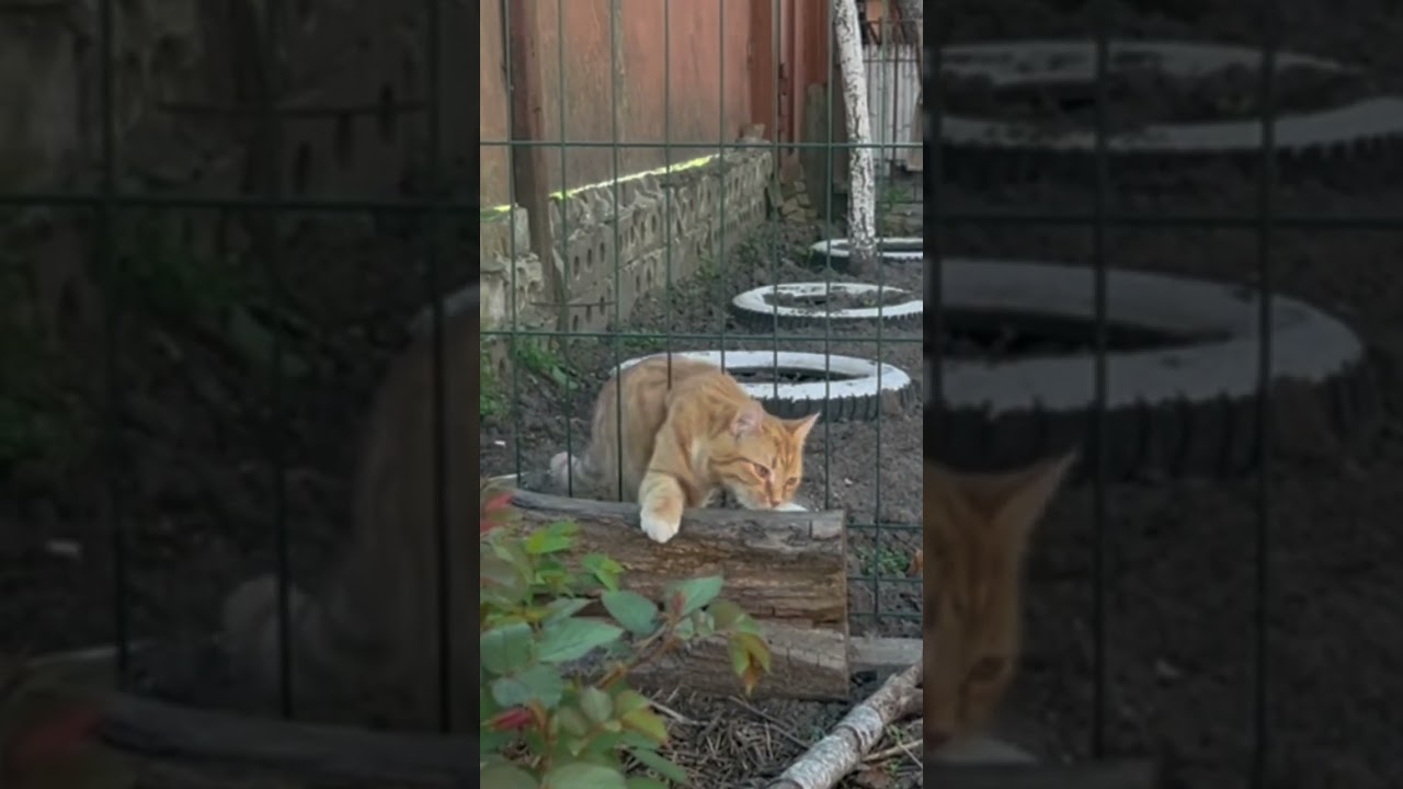 Запустить видео по клику - Как делать игры