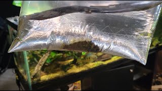 New Fish