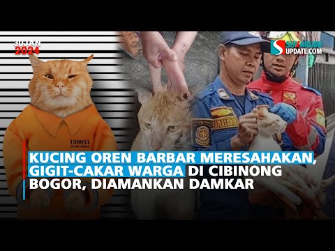 Kucing Oren Barbar Meresahakan, Gigit-Cakar Warga di Cibinong Bogor, Diamankan Damkar