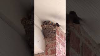 Download lagu Burung layang-layang sedang makan mp3