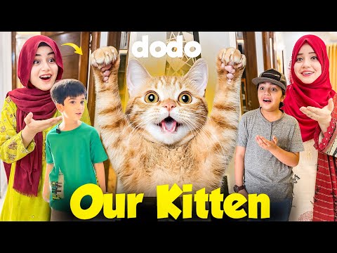 Meet Our New Friend DODO The Little Kitten 🐱 How He Spend All Day With Us ❤️