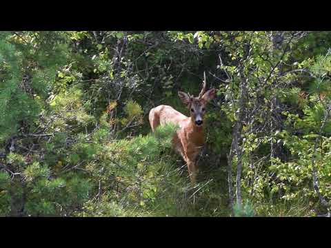 Bockjakt - skottsekvens