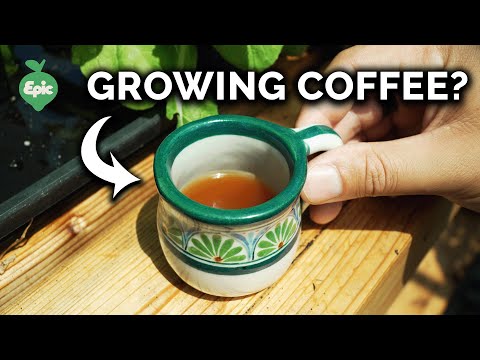 I GREW A Cup Of Coffee! ☕