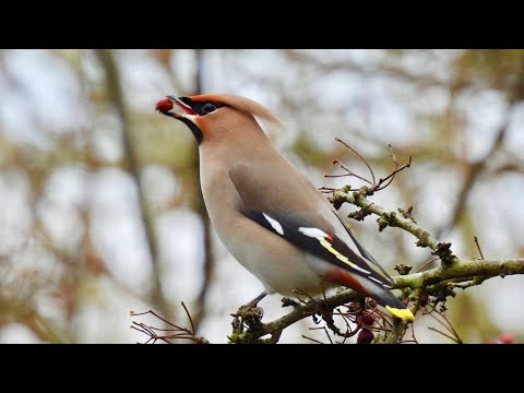 Waxwings in the trees in Sussex
