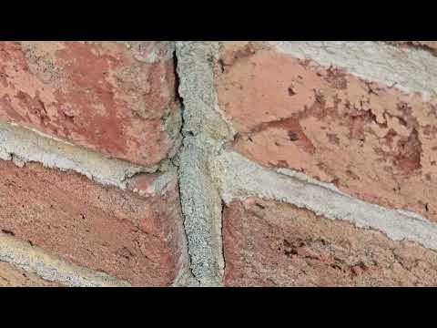 Ants Are Marching Along the Exterior in Monroe Township, NJ