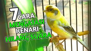 Download lagu 7 Cara Mengatasi Kenari Serak Hilang Suara mp3