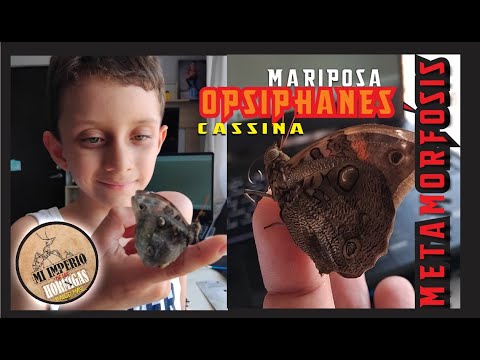 La Metamorfósis de nuestra Mariposa  Opsiphanes Cassina
