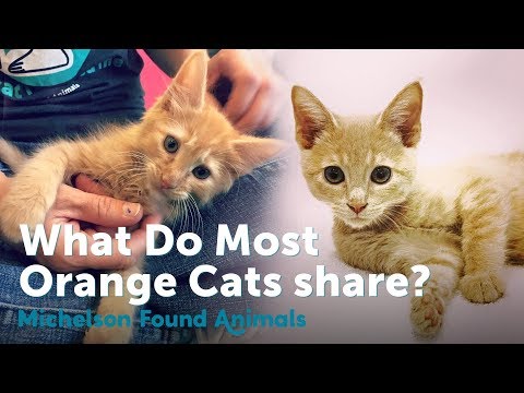 Fun Fact - Do you Know What Links Most Orange Cats? | Michelson Found Animals
