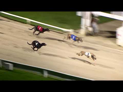ECC TIMBER PUPPY DERBY - ROUND 2 HEAT 2 - T3 HONEST ROBBER